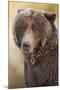 Ice-Covered Brown Bear, Katmai National Park, Alaska-Paul Souders-Mounted Photographic Print