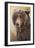 Ice-Covered Brown Bear, Katmai National Park, Alaska-Paul Souders-Framed Photographic Print