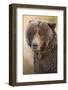 Ice-Covered Brown Bear, Katmai National Park, Alaska-Paul Souders-Framed Photographic Print