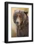 Ice-Covered Brown Bear, Katmai National Park, Alaska-Paul Souders-Framed Photographic Print