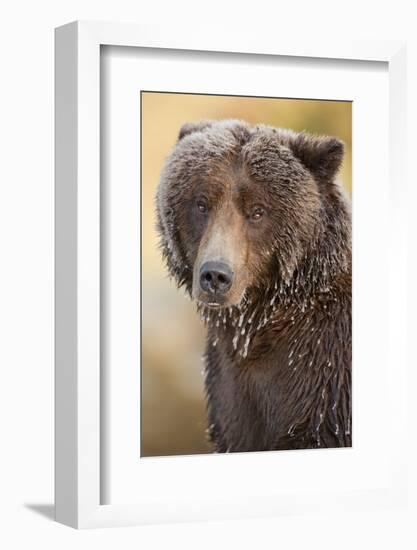 Ice-Covered Brown Bear, Katmai National Park, Alaska-Paul Souders-Framed Photographic Print