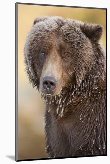 Ice-Covered Brown Bear, Katmai National Park, Alaska-Paul Souders-Mounted Photographic Print