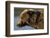 Ice-Covered Brown Bear, Katmai National Park, Alaska-Paul Souders-Framed Photographic Print