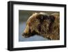 Ice-Covered Brown Bear, Katmai National Park, Alaska-Paul Souders-Framed Photographic Print