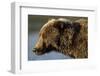 Ice-Covered Brown Bear, Katmai National Park, Alaska-Paul Souders-Framed Photographic Print