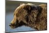 Ice-Covered Brown Bear, Katmai National Park, Alaska-Paul Souders-Mounted Photographic Print