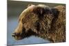 Ice-Covered Brown Bear, Katmai National Park, Alaska-Paul Souders-Mounted Photographic Print