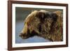 Ice-Covered Brown Bear, Katmai National Park, Alaska-Paul Souders-Framed Photographic Print