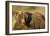 Ice-Covered Brown Bear, Katmai National Park, Alaska-null-Framed Photographic Print