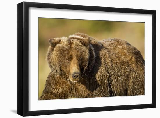 Ice-Covered Brown Bear, Katmai National Park, Alaska-null-Framed Photographic Print