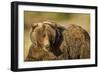 Ice-Covered Brown Bear, Katmai National Park, Alaska-null-Framed Photographic Print