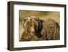 Ice-Covered Brown Bear, Katmai National Park, Alaska-null-Framed Photographic Print