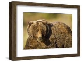 Ice-Covered Brown Bear, Katmai National Park, Alaska-null-Framed Photographic Print