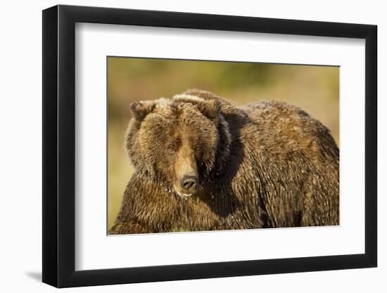 Ice-Covered Brown Bear, Katmai National Park, Alaska-null-Framed Photographic Print