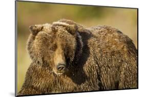 Ice-Covered Brown Bear, Katmai National Park, Alaska-null-Mounted Photographic Print