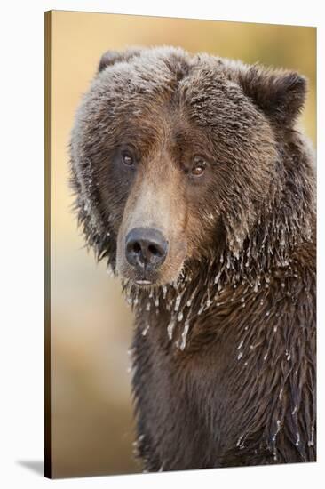 Ice-Covered Brown Bear, Katmai National Park, Alaska-Paul Souders-Stretched Canvas