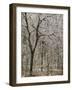 Ice covered forest, George Washington National Forest, Virginia, USA-Charles Gurche-Framed Photographic Print
