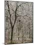 Ice covered forest, George Washington National Forest, Virginia, USA-Charles Gurche-Mounted Photographic Print
