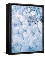 Ice Covered Grasses-Steve Terrill-Framed Stretched Canvas