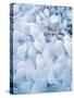 Ice Covered Grasses-Steve Terrill-Stretched Canvas