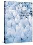 Ice Covered Grasses-Steve Terrill-Stretched Canvas