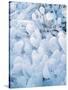 Ice Covered Grasses-Steve Terrill-Stretched Canvas