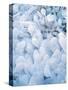 Ice Covered Grasses-Steve Terrill-Stretched Canvas