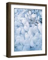 Ice Covered Grasses-Steve Terrill-Framed Photographic Print