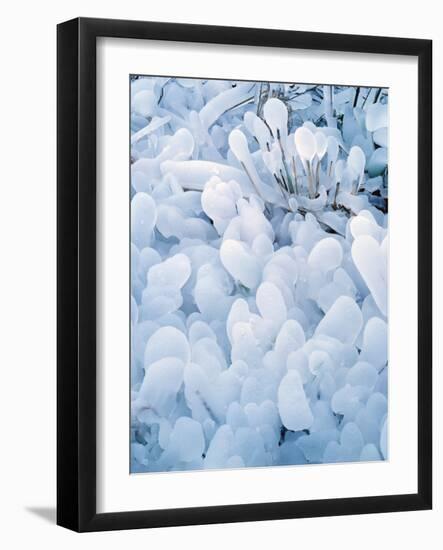 Ice Covered Grasses-Steve Terrill-Framed Photographic Print