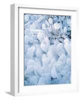 Ice Covered Grasses-Steve Terrill-Framed Photographic Print