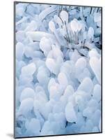 Ice Covered Grasses-Steve Terrill-Mounted Photographic Print