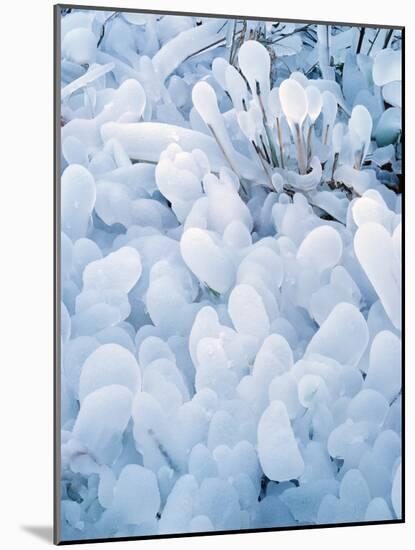 Ice Covered Grasses-Steve Terrill-Mounted Photographic Print