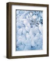 Ice Covered Grasses-Steve Terrill-Framed Photographic Print