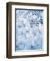 Ice Covered Grasses-Steve Terrill-Framed Photographic Print