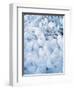 Ice Covered Grasses-Steve Terrill-Framed Photographic Print