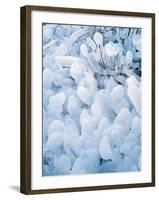 Ice Covered Grasses-Steve Terrill-Framed Photographic Print