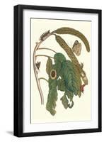 Ice Cream Bean Plant, Cloudless Sulphur Butterfly and Caterpillar with Moth on the Stalk-Maria Sibylla Merian-Framed Art Print