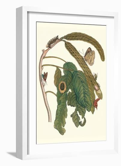 Ice Cream Bean Plant, Cloudless Sulphur Butterfly and Caterpillar with Moth on the Stalk-Maria Sibylla Merian-Framed Art Print