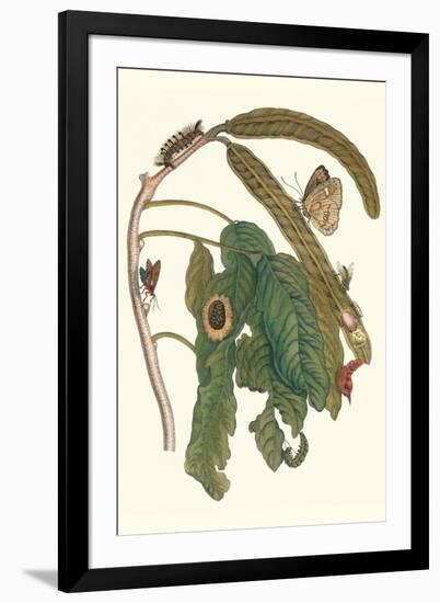 Ice Cream Bean Plant, Cloudless Sulphur Butterfly and Caterpillar with Moth on the Stalk-Maria Sibylla Merian-Framed Art Print