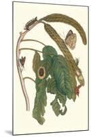 Ice Cream Bean Plant, Cloudless Sulphur Butterfly and Caterpillar with Moth on the Stalk-Maria Sibylla Merian-Mounted Art Print