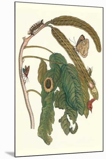 Ice Cream Bean Plant, Cloudless Sulphur Butterfly and Caterpillar with Moth on the Stalk-Maria Sibylla Merian-Mounted Art Print