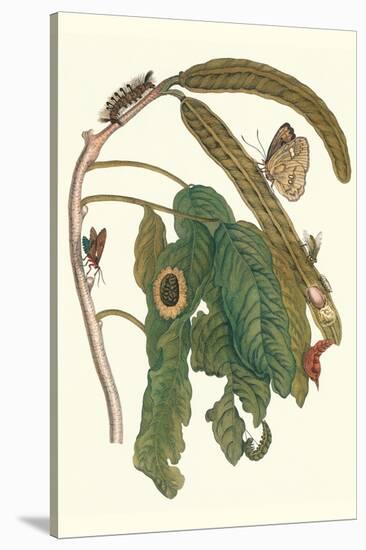 Ice Cream Bean Plant, Cloudless Sulphur Butterfly and Caterpillar with Moth on the Stalk-Maria Sibylla Merian-Stretched Canvas