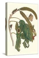 Ice Cream Bean Plant, Cloudless Sulphur Butterfly and Caterpillar with Moth on the Stalk-Maria Sibylla Merian-Stretched Canvas