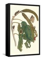 Ice Cream Bean Plant, Cloudless Sulphur Butterfly and Caterpillar with Moth on the Stalk-Maria Sibylla Merian-Framed Stretched Canvas