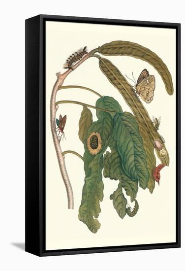 Ice Cream Bean Plant, Cloudless Sulphur Butterfly and Caterpillar with Moth on the Stalk-Maria Sibylla Merian-Framed Stretched Canvas