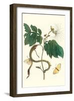 Ice Cream Bean with Apricot Sulphur Butterfly-Maria Sibylla Merian-Framed Art Print