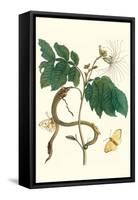 Ice Cream Bean with Apricot Sulphur Butterfly-Maria Sibylla Merian-Framed Stretched Canvas