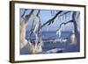 Ice-Crusted Trees in Front of the Brodten Shore Near TravemŸnde, Morning Light-Uwe Steffens-Framed Photographic Print