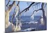 Ice-Crusted Trees in Front of the Brodten Shore Near TravemŸnde, Morning Light-Uwe Steffens-Mounted Photographic Print