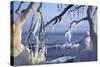 Ice-Crusted Trees in Front of the Brodten Shore Near TravemŸnde, Morning Light-Uwe Steffens-Stretched Canvas